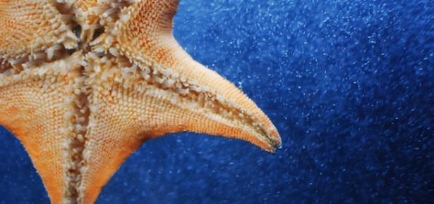 Orange Starfish. Photo: Lisa Williams via Creative Commons