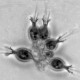 Salpingoeca sp. - Choanoflagellate. Photo: Barry S. C. Leadbeater.