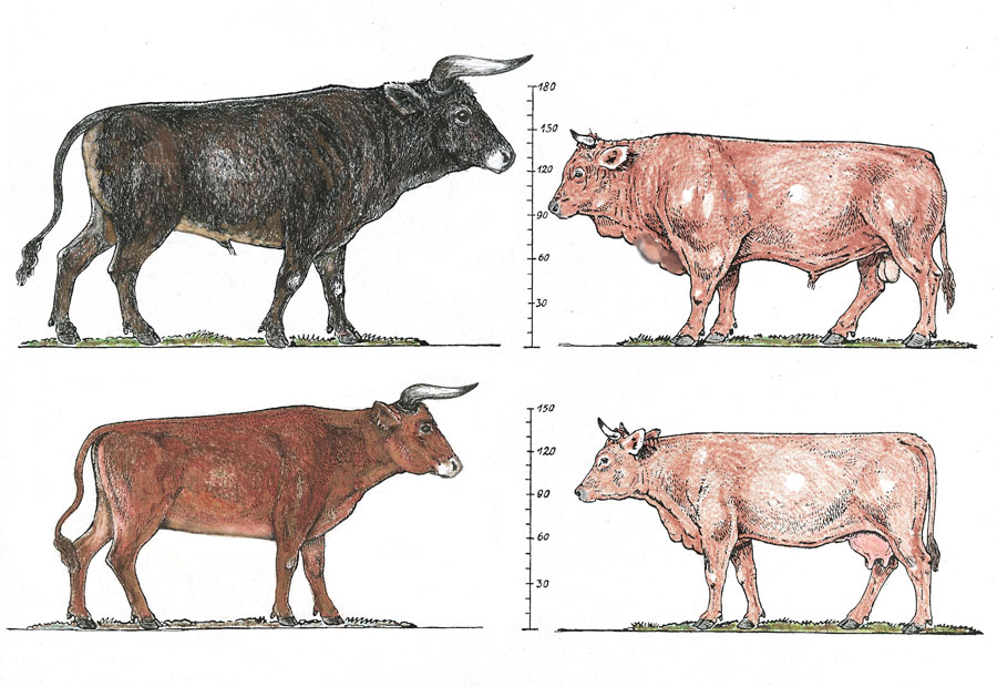 Cattle Breed Comparison Chart