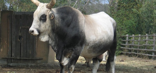 Cattle Domestication: from Aurochs to Cow - FifteenEightyFour | Cambridge  University Press