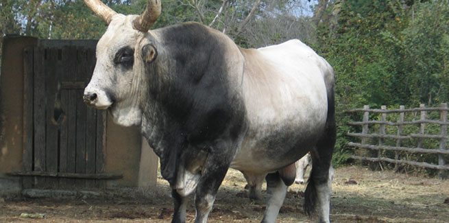 Cattle Domestication: from Aurochs to Cow - FifteenEightyFour | Cambridge  University Press