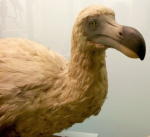 Dodo - Natural History Museum, London