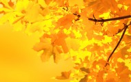 yellow-maple-leaves-1358164388V8j