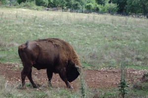 European bison by Simon Black (002)