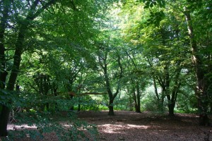 E. M. Forster’s Piney Copse (Photo courtesy of the author)
