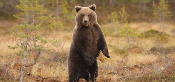A History of the Changing Use of the Bear as a Symbol of Russia
