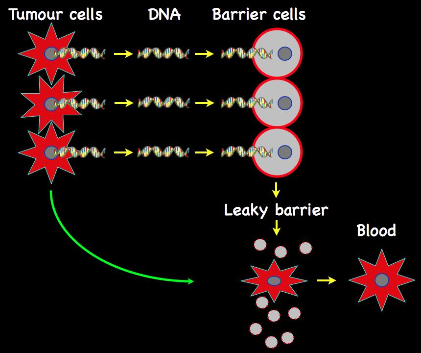 DNA fragments from tumour cells enter barrier cells and kill them, releasing tumour cells into the circulation.