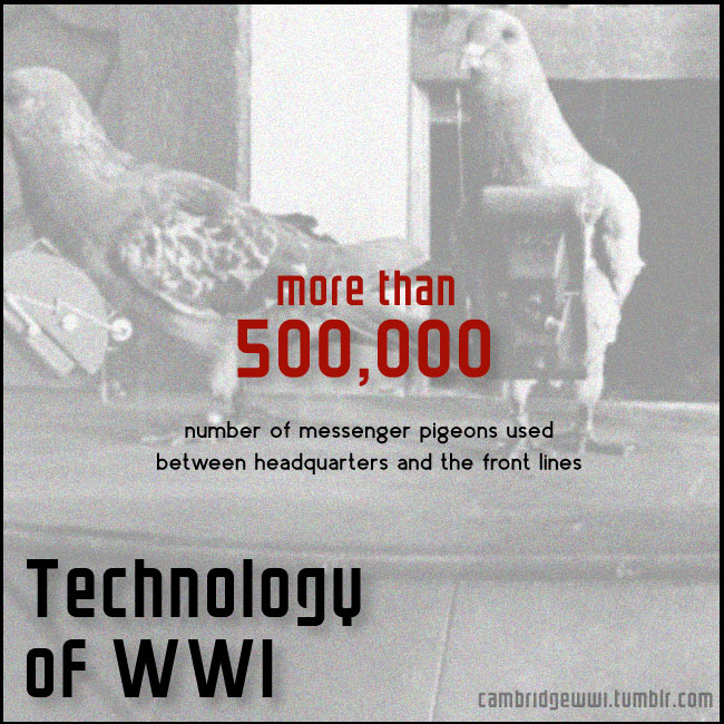 The front lines of WWI were home to more than 500,000 messenger pigeons