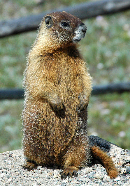 Kenneth B Armitage talks hibernation of the Yellow-bellied Marmot ...