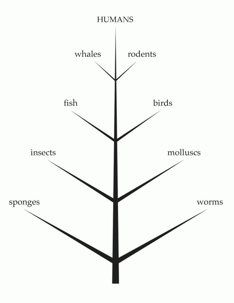 Conifer evolutionary animal tree diagram