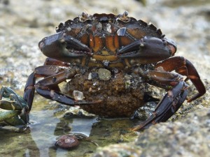Shore crab with eggs.JPG (Tom Hartman)