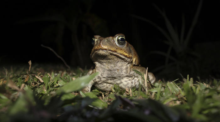 Cane Toad. Photo: Brian Gratwicke via Creative Commons.