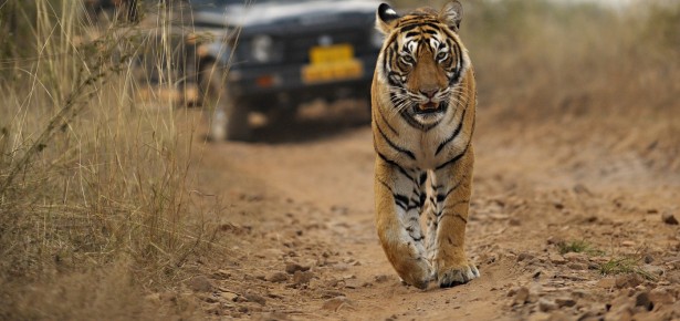 World Wildlife Day: Big Cats – predators under threat