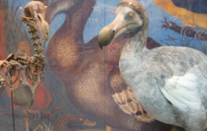 Oxford Dodo photograph provided under creative commons license by Wikivoyage