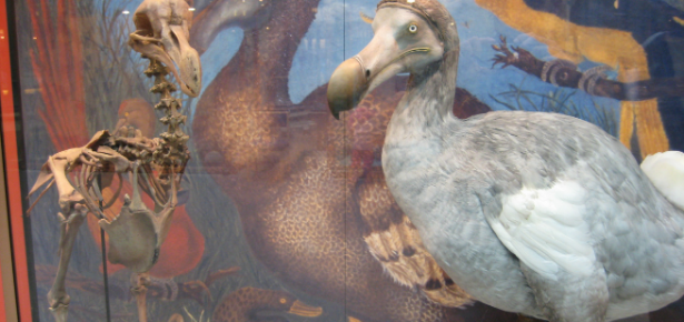 Oxford Dodo photograph provided under creative commons license by Wikivoyage