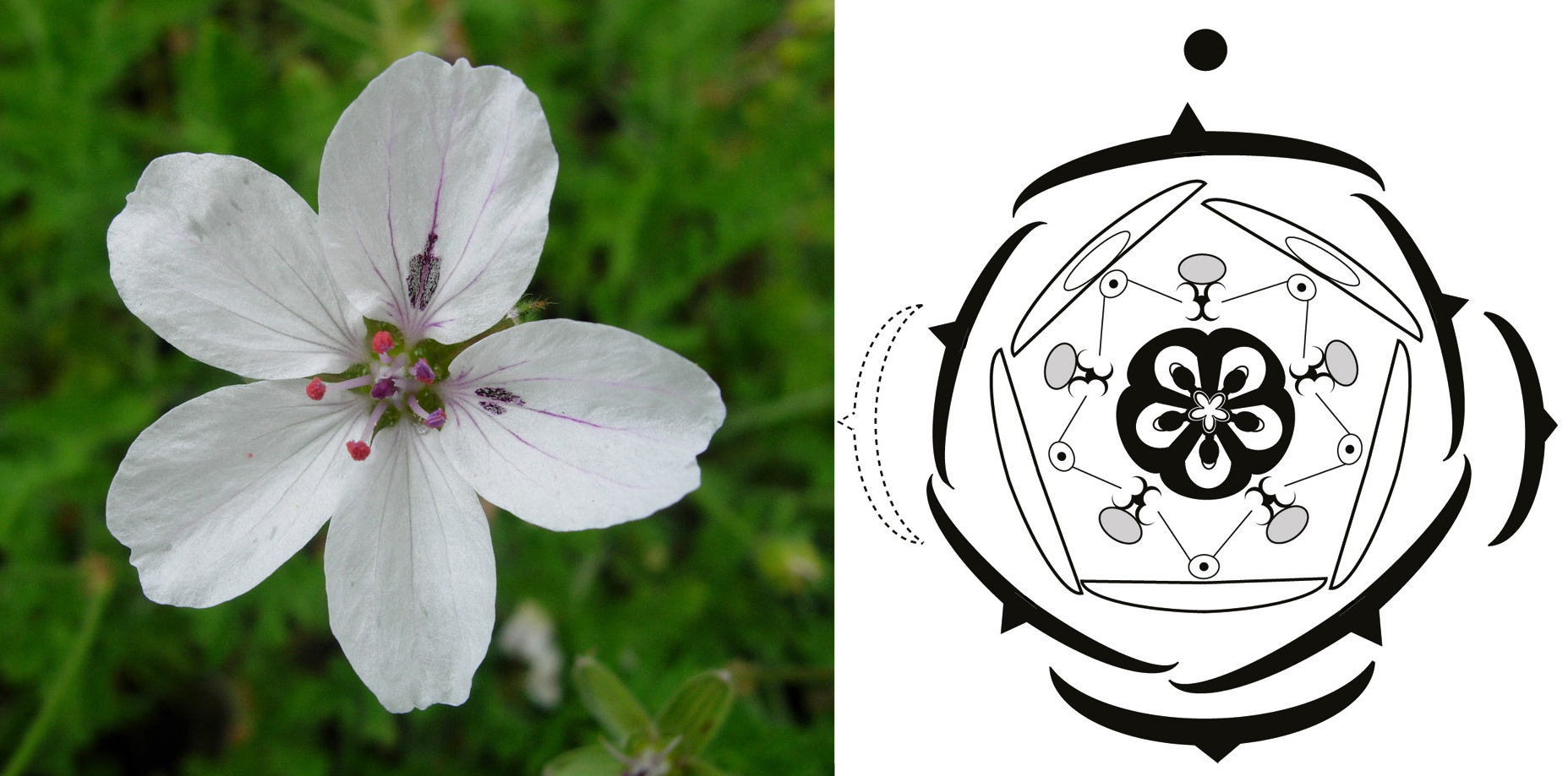 Floral Diagrams an aid to understanding flower morphology and