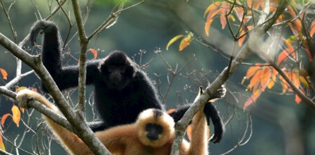 Gibbon Hope – How to conserve the world's smallest apes - Fifteen